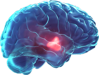 Hypothalamus Homeostatic System